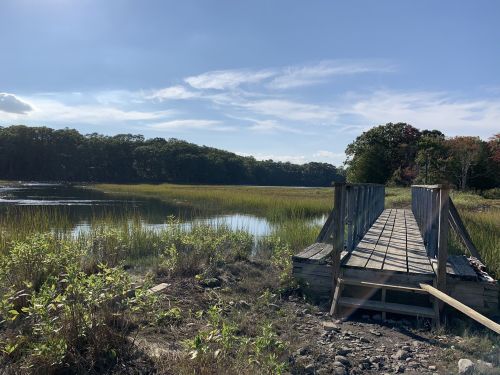 A wooden bridge leads to a serene lake surrounded by lush greenery and trees under a clear blue sky.