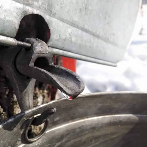 Close-up of a metal spout dripping sap into a metal bucket, with snow in the background.