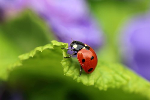 A close-up of a red ladybug with black spots perched on a green leaf, surrounded by soft purple flowers.