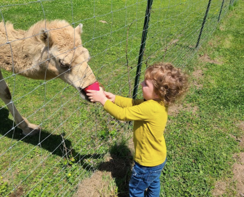 A child in a yellow shirt feeds a light-colored animal through a fence on a sunny day.
