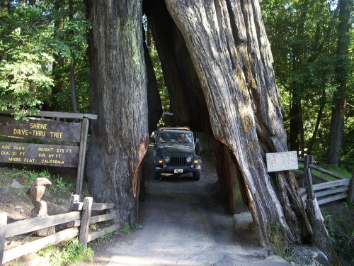 A vehicle drives through a large tree trunk in a forest, with signs nearby indicating the tree's age and height.