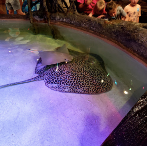 A spotted stingray swims in a shallow tank while children observe from the edge.