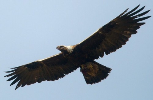 A golden eagle soaring gracefully in a clear blue sky, showcasing its large wingspan.