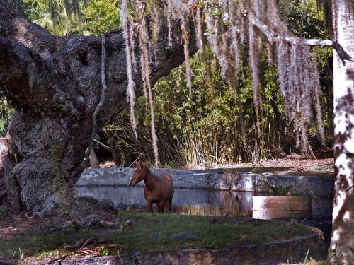 A horse stands near a tranquil pond, surrounded by lush greenery and a large, moss-covered tree.