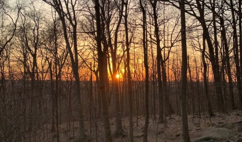Sunset peeking through bare trees in a forest, casting warm light on the landscape.