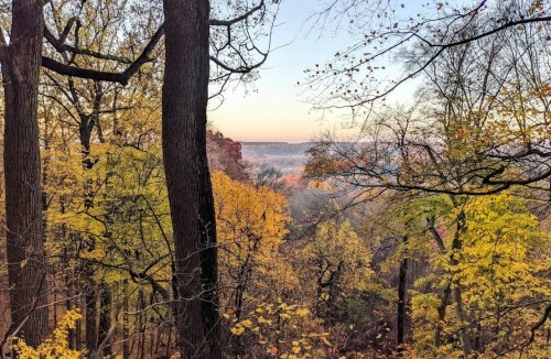A serene forest scene with vibrant autumn leaves and a distant view of rolling hills at sunset.
