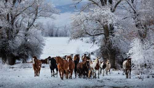 A herd of horses walking through a snowy landscape, surrounded by frosted trees and a serene winter backdrop.