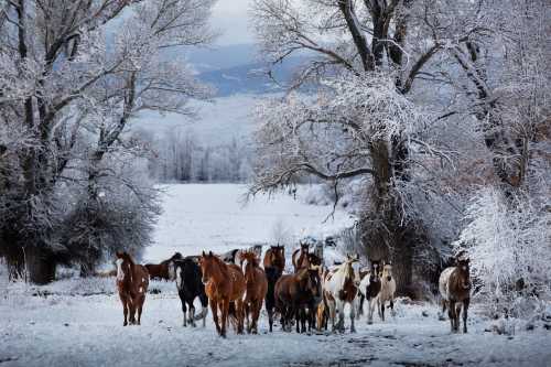 A herd of horses walking through a snowy landscape, surrounded by frosted trees and a serene winter backdrop.