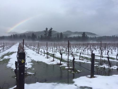A snowy vineyard under a cloudy sky, with a rainbow arching over misty mountains in the background.
