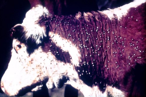 A close-up of a cow's side, covered in small white spots, possibly indicating a skin condition or infestation.