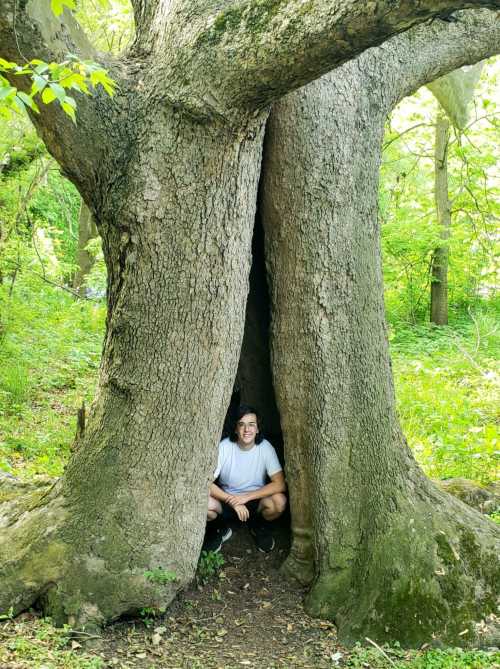 A person sits inside a large tree trunk split in two, surrounded by lush greenery in a forest.