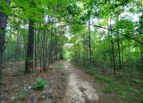A serene forest path surrounded by lush green trees and underbrush, inviting exploration.