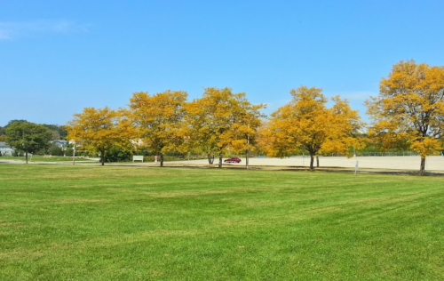 A sunny landscape featuring vibrant yellow trees against a clear blue sky and a green grassy field.