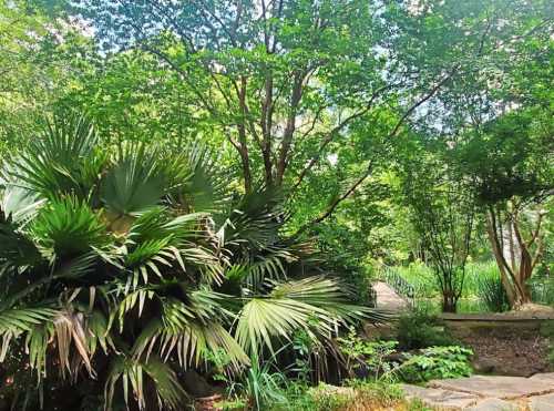 Lush greenery with tall trees and tropical plants, creating a serene garden pathway.