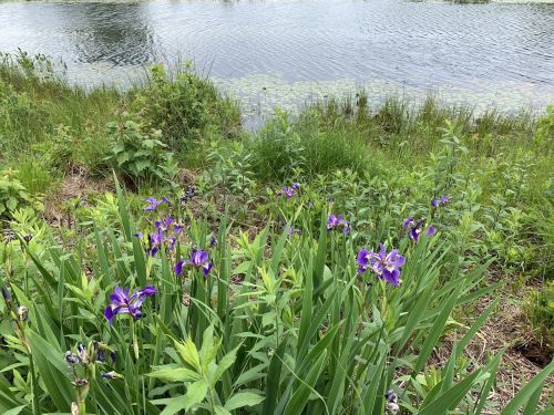 Purple irises bloom near a tranquil pond surrounded by lush greenery and water plants.