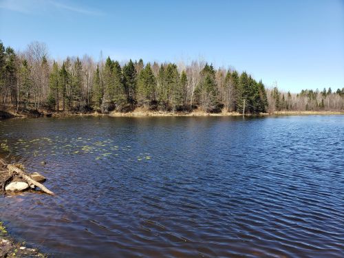 A serene lake surrounded by trees under a clear blue sky, with lily pads visible on the water's surface.
