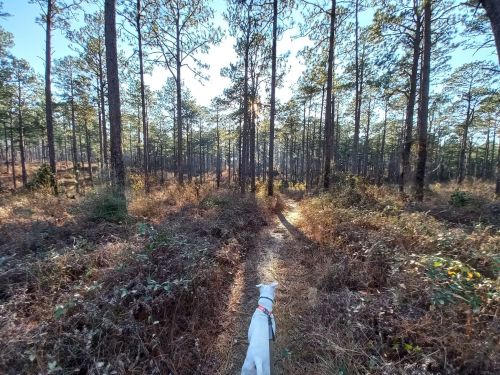 A dog walks along a narrow path through a sunlit forest with tall trees and scattered underbrush.