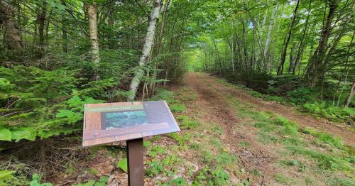 A forest path lined with trees, featuring an informational sign on the left about the surrounding area.