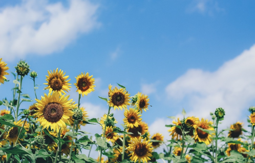 A vibrant field of sunflowers under a bright blue sky with fluffy white clouds.