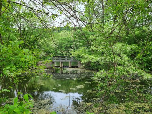 A serene pond surrounded by lush greenery, featuring a wooden bridge in the background.