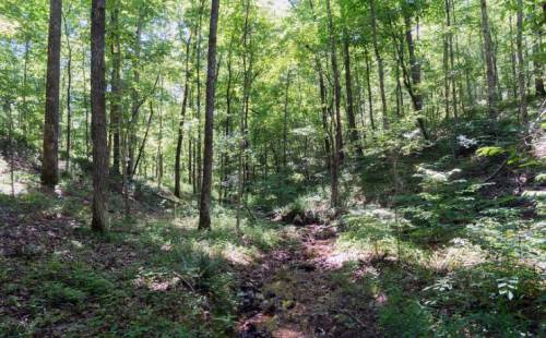 A lush green forest with tall trees and a small stream running through a sunlit, shaded area.