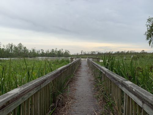 A wooden boardwalk leads through lush greenery and wetlands under a cloudy sky.