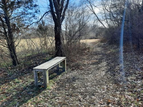 A wooden bench beside a dirt path, surrounded by trees and sparse vegetation on a sunny day.