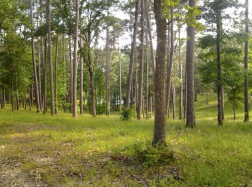 A serene forest scene with tall trees and lush green grass, sunlight filtering through the leaves.