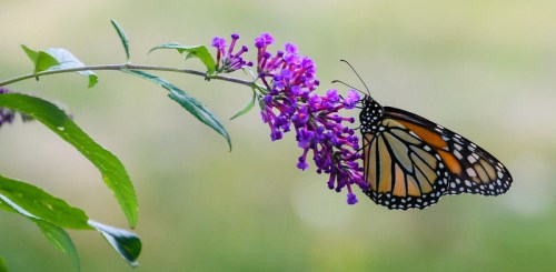 A monarch butterfly perched on a cluster of purple flowers, with a soft green background.