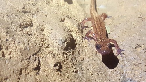 A close-up of a brown-spotted lizard on a sandy surface, with a blurred background of dirt.