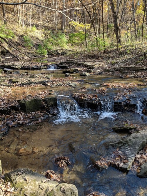 A serene stream flows over rocks in a wooded area, surrounded by autumn foliage and fallen leaves.