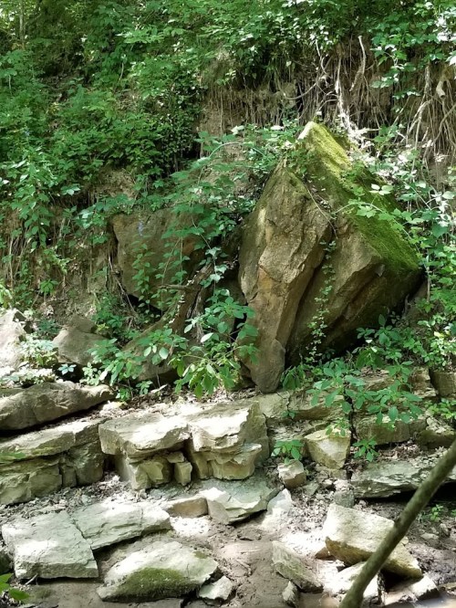 A rocky outcrop covered in moss and surrounded by lush green vegetation in a shaded area.