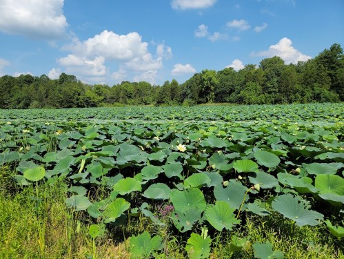 A lush field of large green lily pads under a blue sky with fluffy clouds and trees in the background.