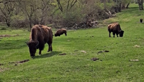 A group of bison grazing on green grass in a natural landscape with trees in the background.