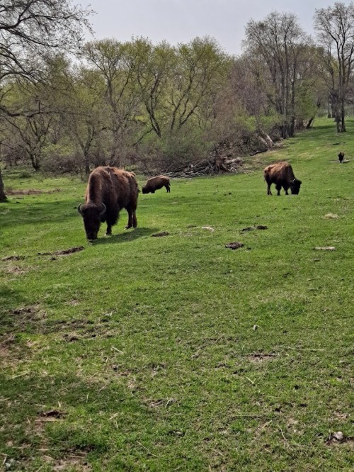 A group of bison grazing on a grassy field surrounded by trees.