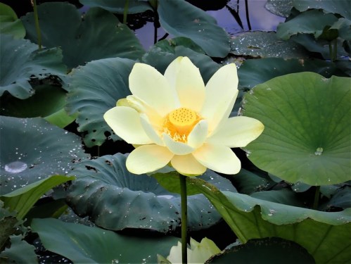 A pale yellow lotus flower blooms above large green leaves on a tranquil water surface.