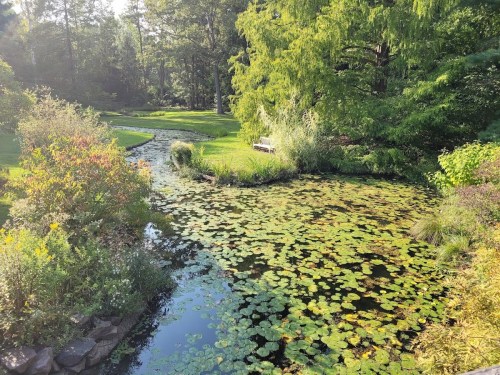 A serene garden scene featuring a pond covered in lily pads, surrounded by lush greenery and trees.