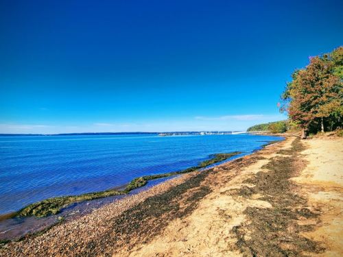 A serene beach scene with clear blue water, sandy shore, and trees lining the coast under a bright blue sky.