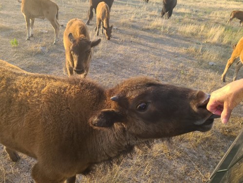 A close-up of a brown animal reaching for food from a person's hand, with other animals grazing in the background.