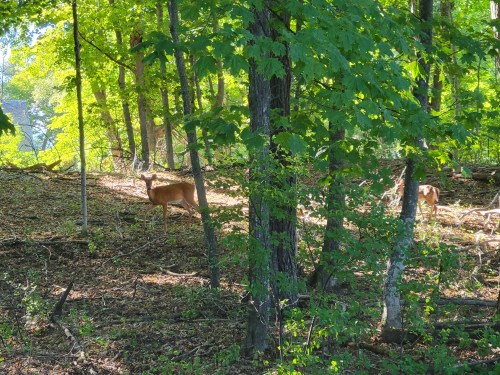 Two deer are seen in a sunlit forest, surrounded by green trees and foliage.