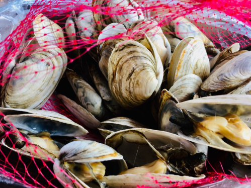 A close-up of clams in a red netting, showcasing their shells in various positions.