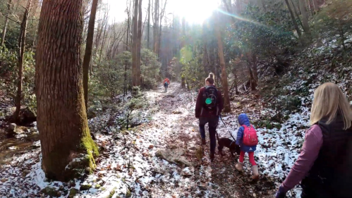 A group of people hiking on a snowy trail surrounded by tall trees and sunlight filtering through the forest.