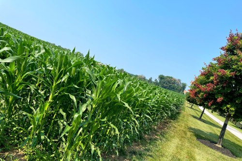 Lush green cornfield under a clear blue sky, with a flowering tree along a grassy path.