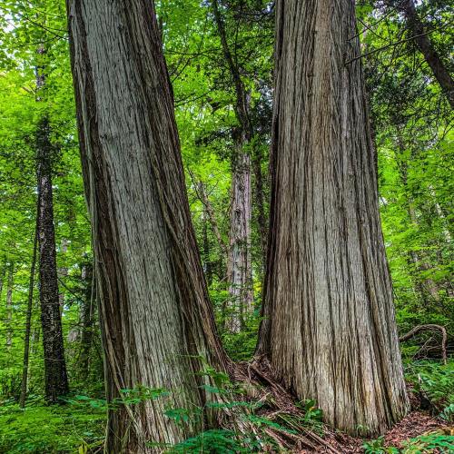 Two tall trees with textured bark stand amidst lush green foliage in a vibrant forest.