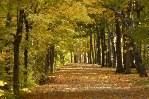A serene pathway lined with trees, showcasing vibrant autumn leaves and a carpet of fallen foliage.