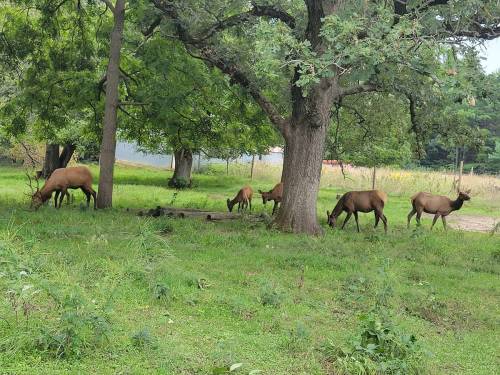 A group of elk grazing in a lush green field under large trees.