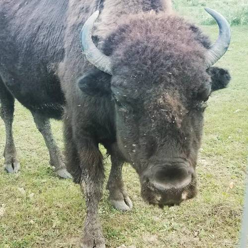 A close-up of a bison standing in a grassy field, showcasing its thick fur and prominent horns.