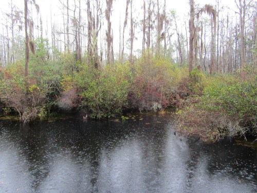 A serene wetland scene with dark water, lush greenery, and trees draped in Spanish moss under a cloudy sky.
