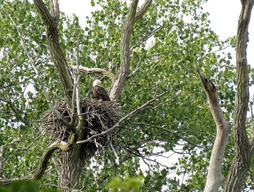 A bald eagle perched on a nest in a tree, surrounded by green leaves and branches.