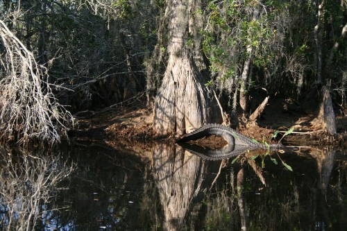 A crocodile partially submerged in calm water, reflecting trees and mossy surroundings in a serene wetland environment.